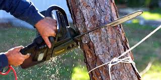 How Our Tree Care Process Works  in  Milford, IN