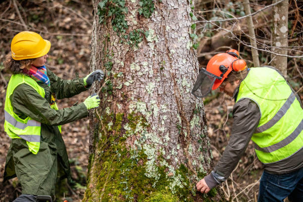Reliable Milford, IN Tree Care Solutions